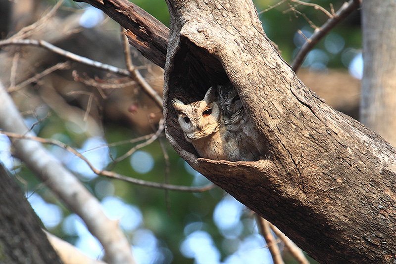 Identificazione otus